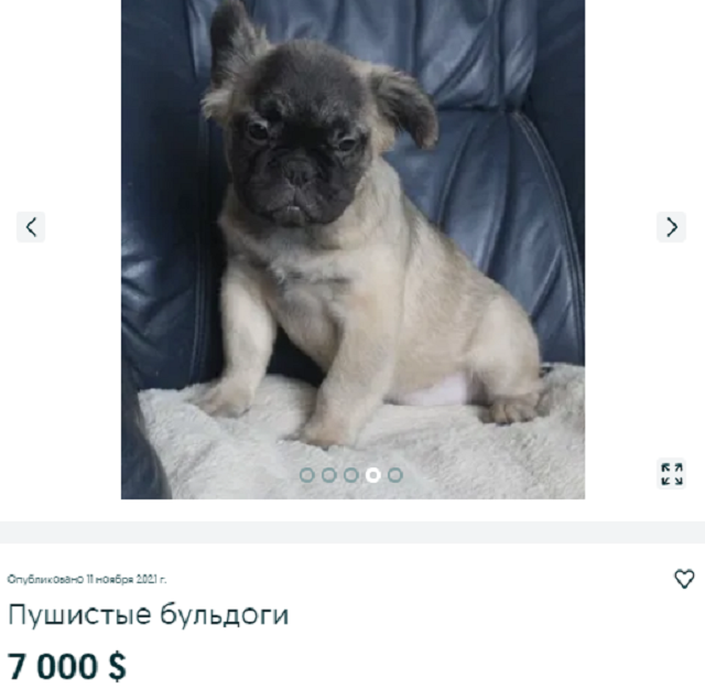 собака
