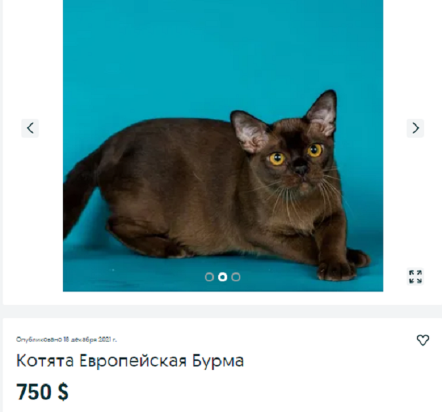 купить кота