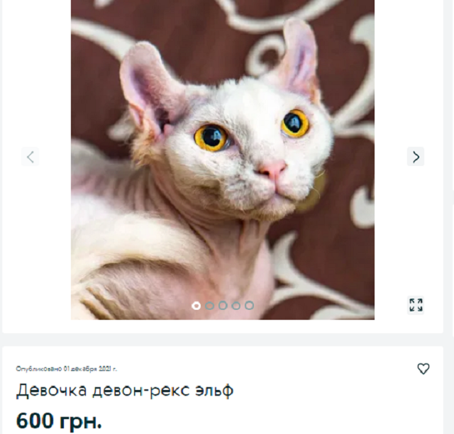 кот Днепр