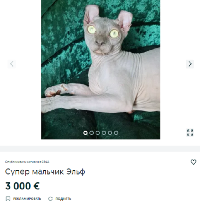 купить кота