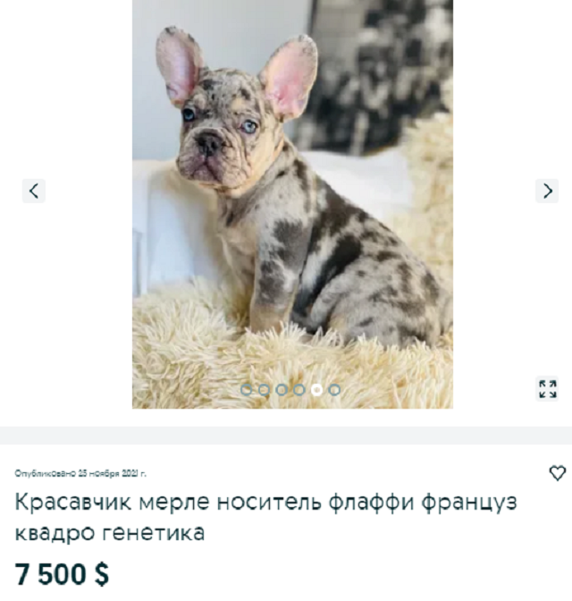 собака
