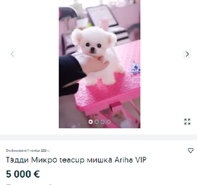 собака