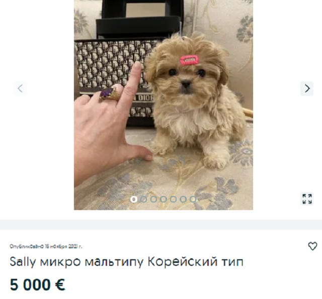 собака
