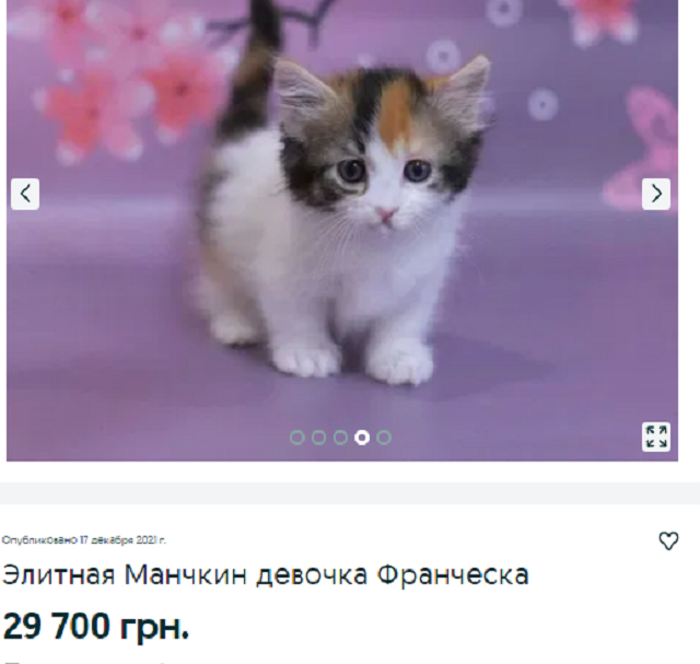 купить кота