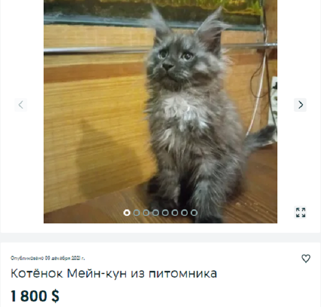 купить кота