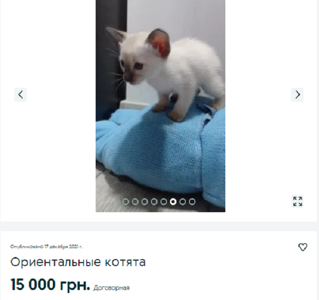 купить кота