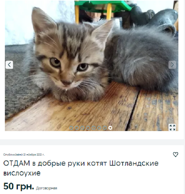 кот Днепр