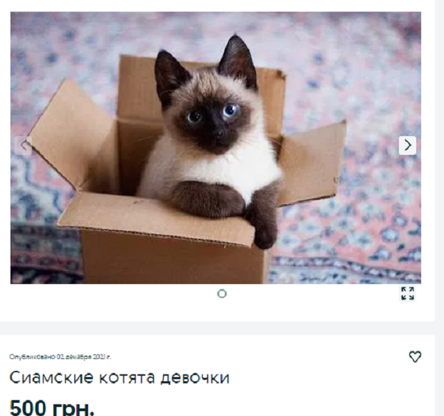 кот Днепр