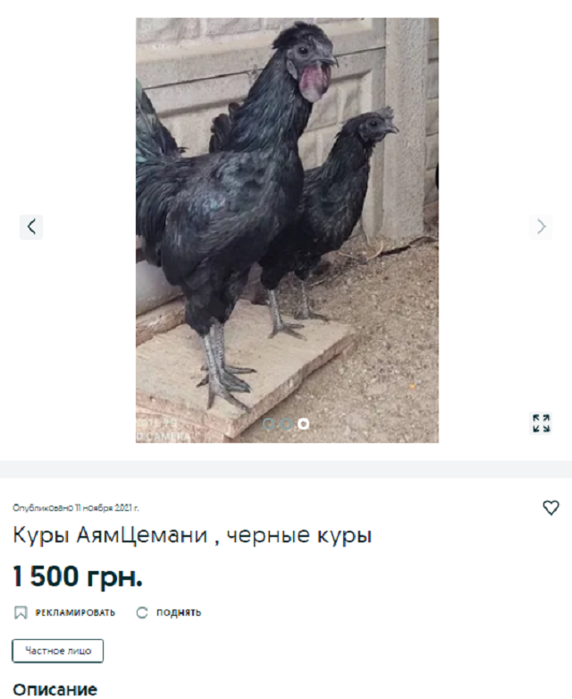 куры