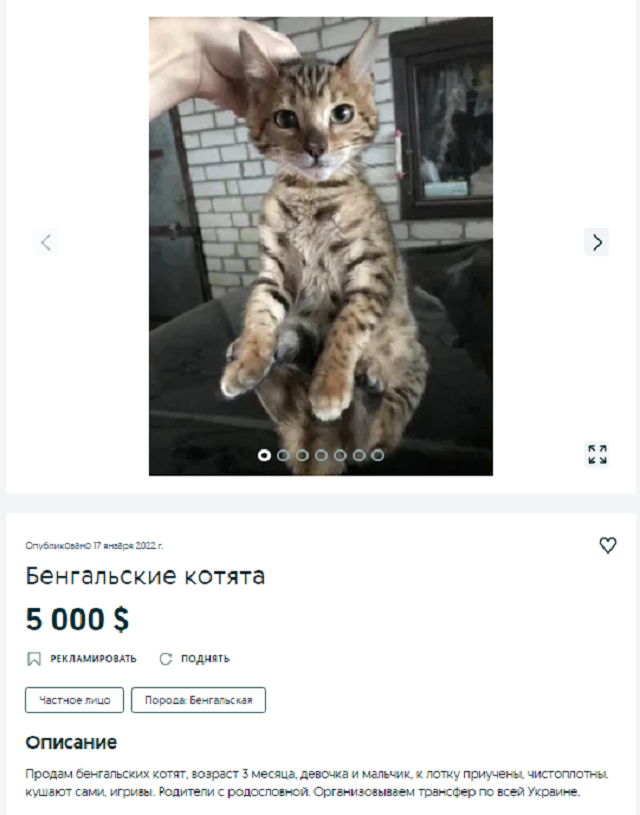 котенок