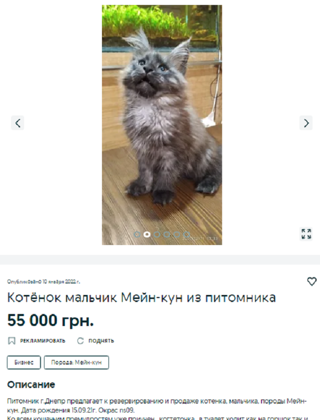 котенок