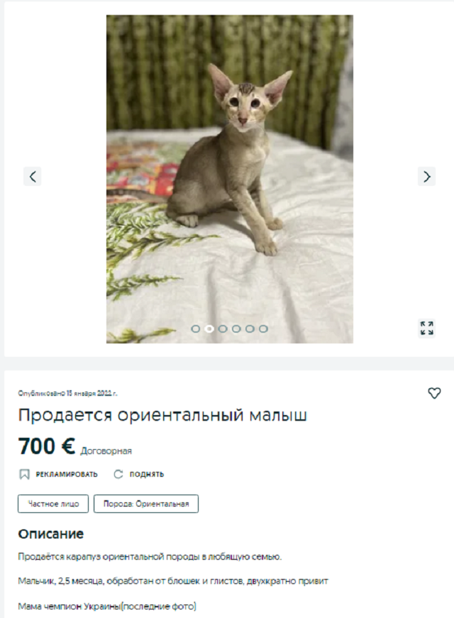 котенок