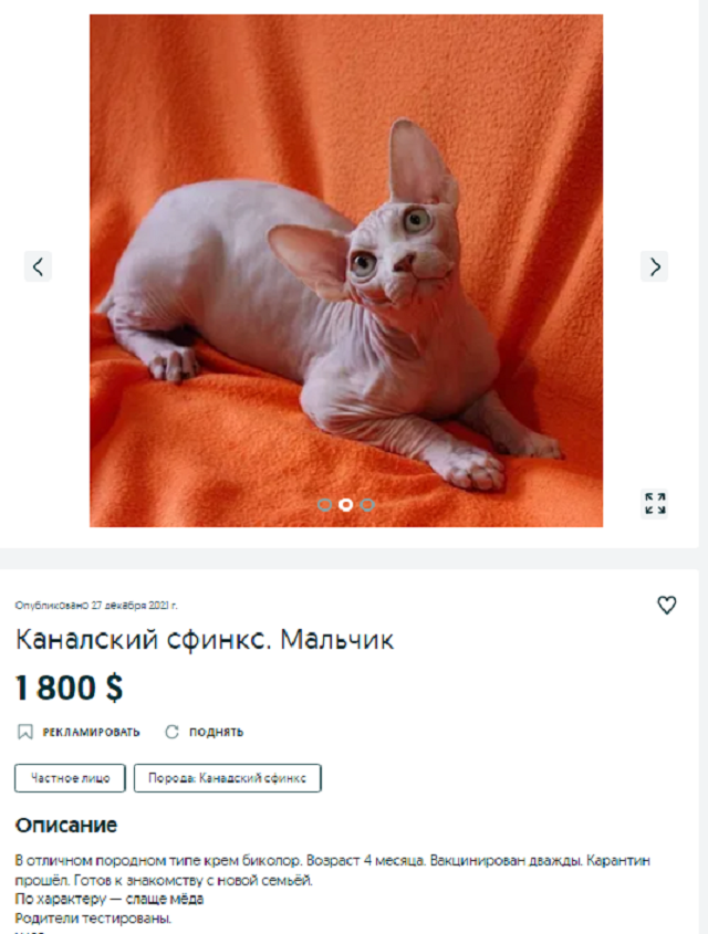 котенок