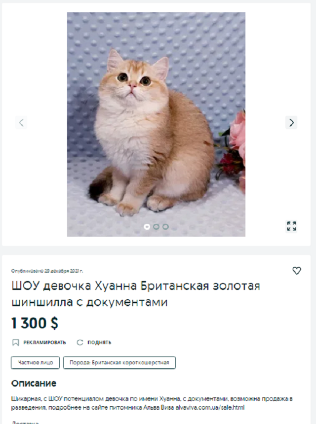 котенок