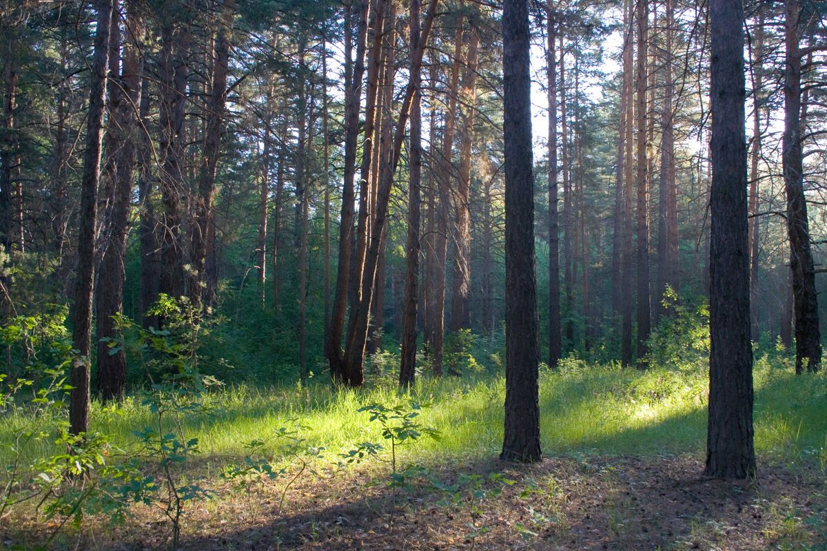 лес