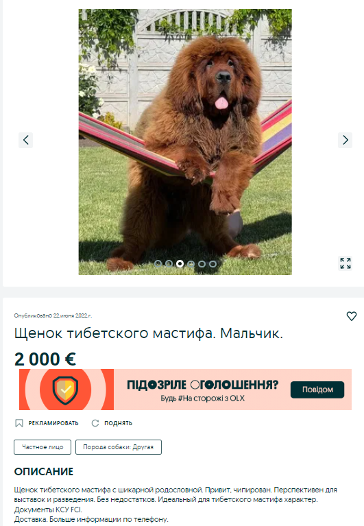 собака