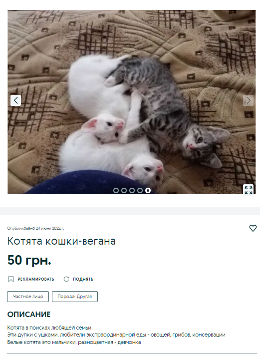 коты