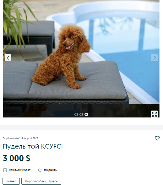 собака