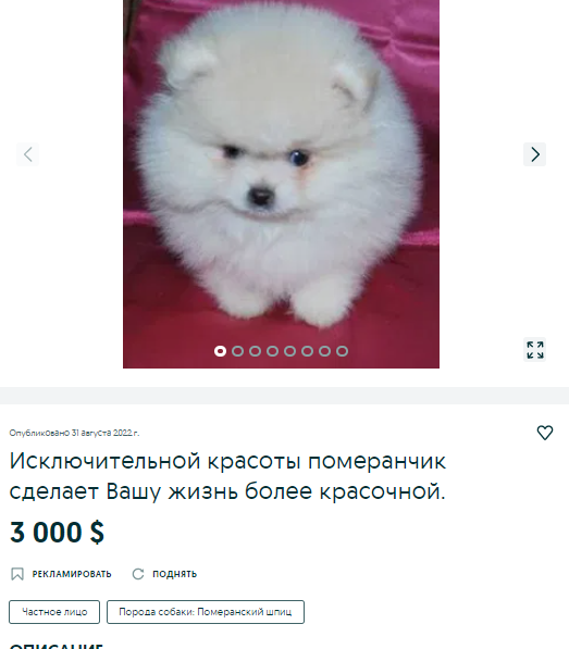 собака