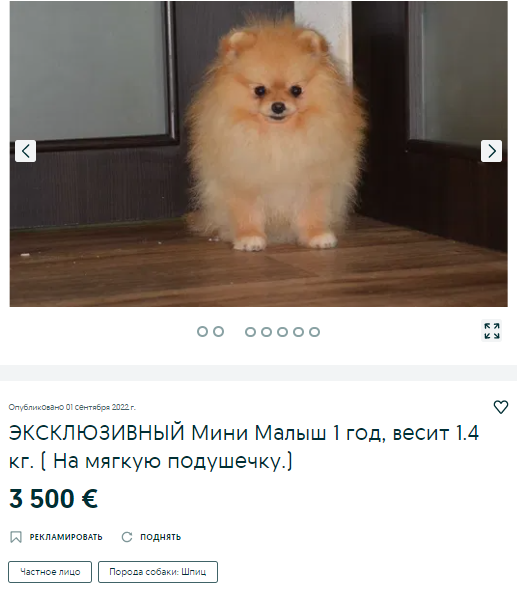 собака