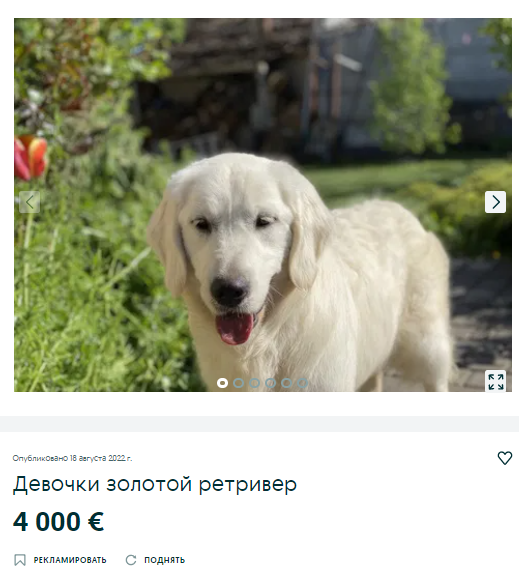 собака