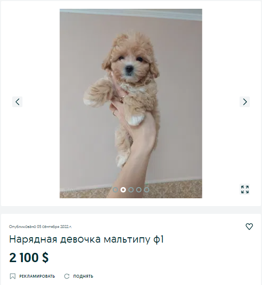 собака