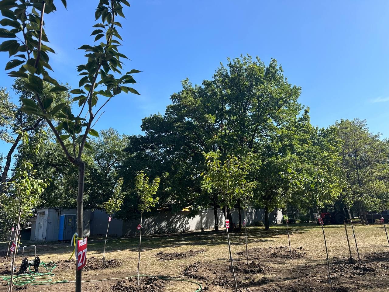 У Дніпрі з’явився новий сад сакур: де саме