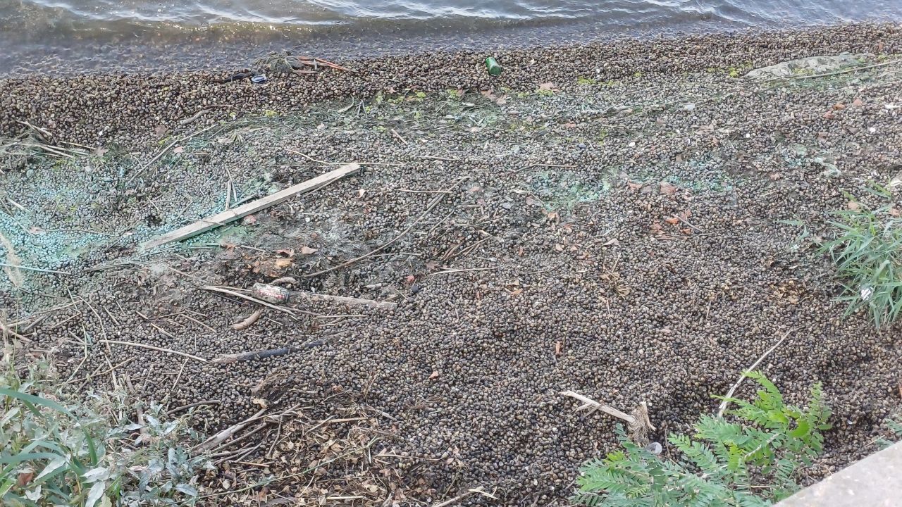 "Улиточный пляж": в Днепре речное побережье засыпано сотнями тысяч моллюсков (ФОТО)