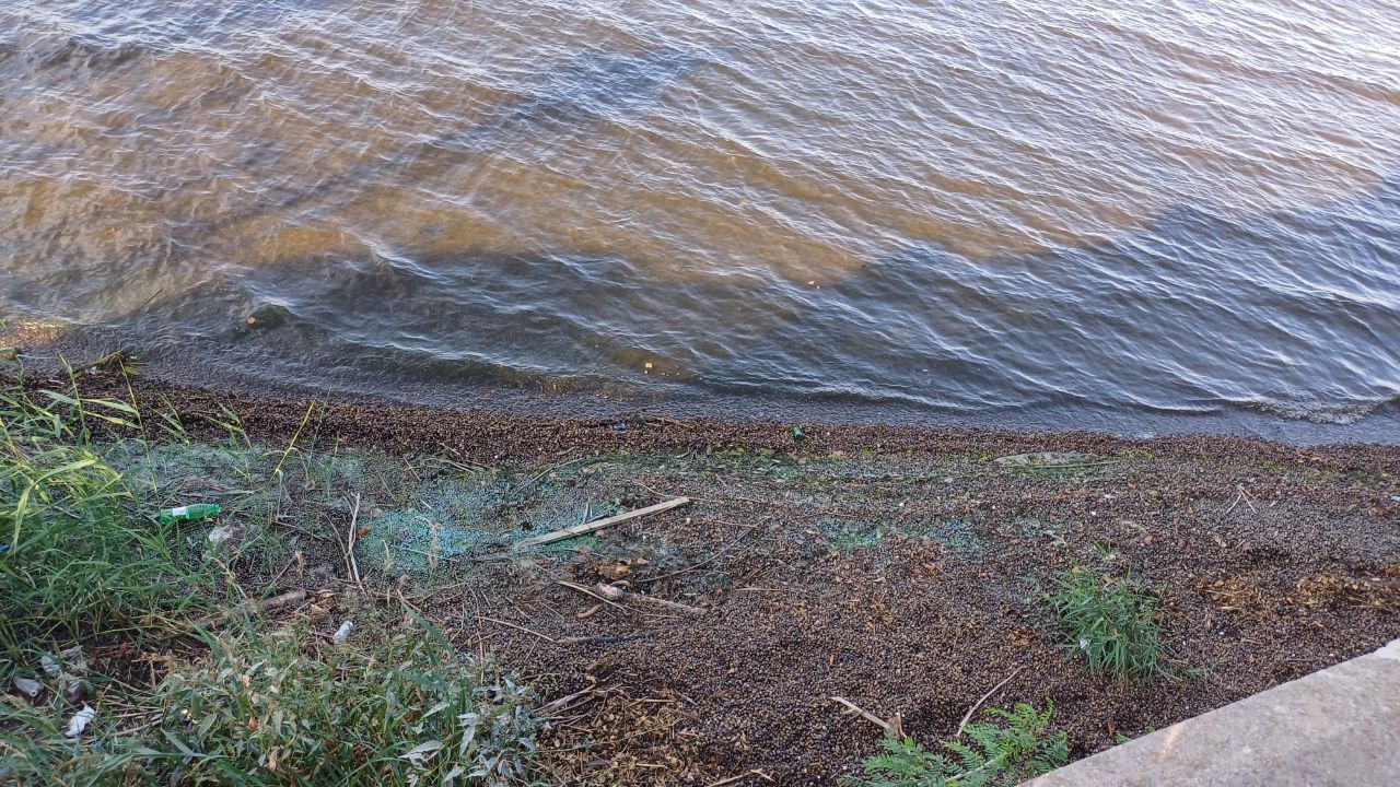 "Улиточный пляж": в Днепре речное побережье засыпано сотнями тысяч моллюсков (ФОТО)