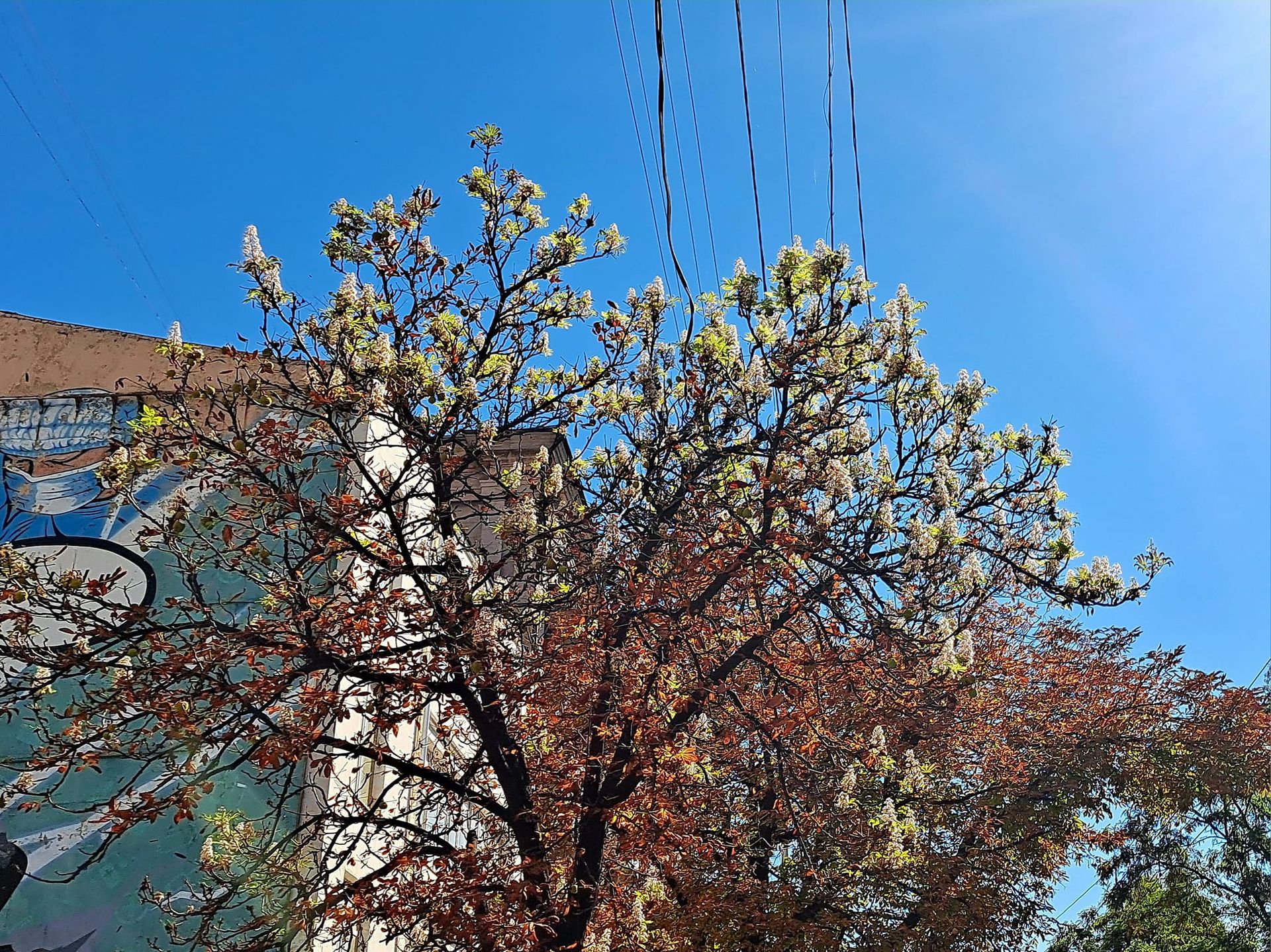 У Дніпрі восени буйно розквітли каштани (ФОТО)