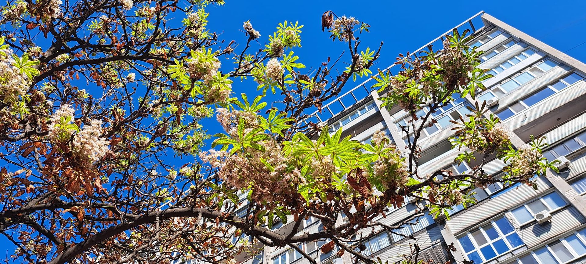 У Дніпрі восени буйно розквітли каштани (ФОТО)