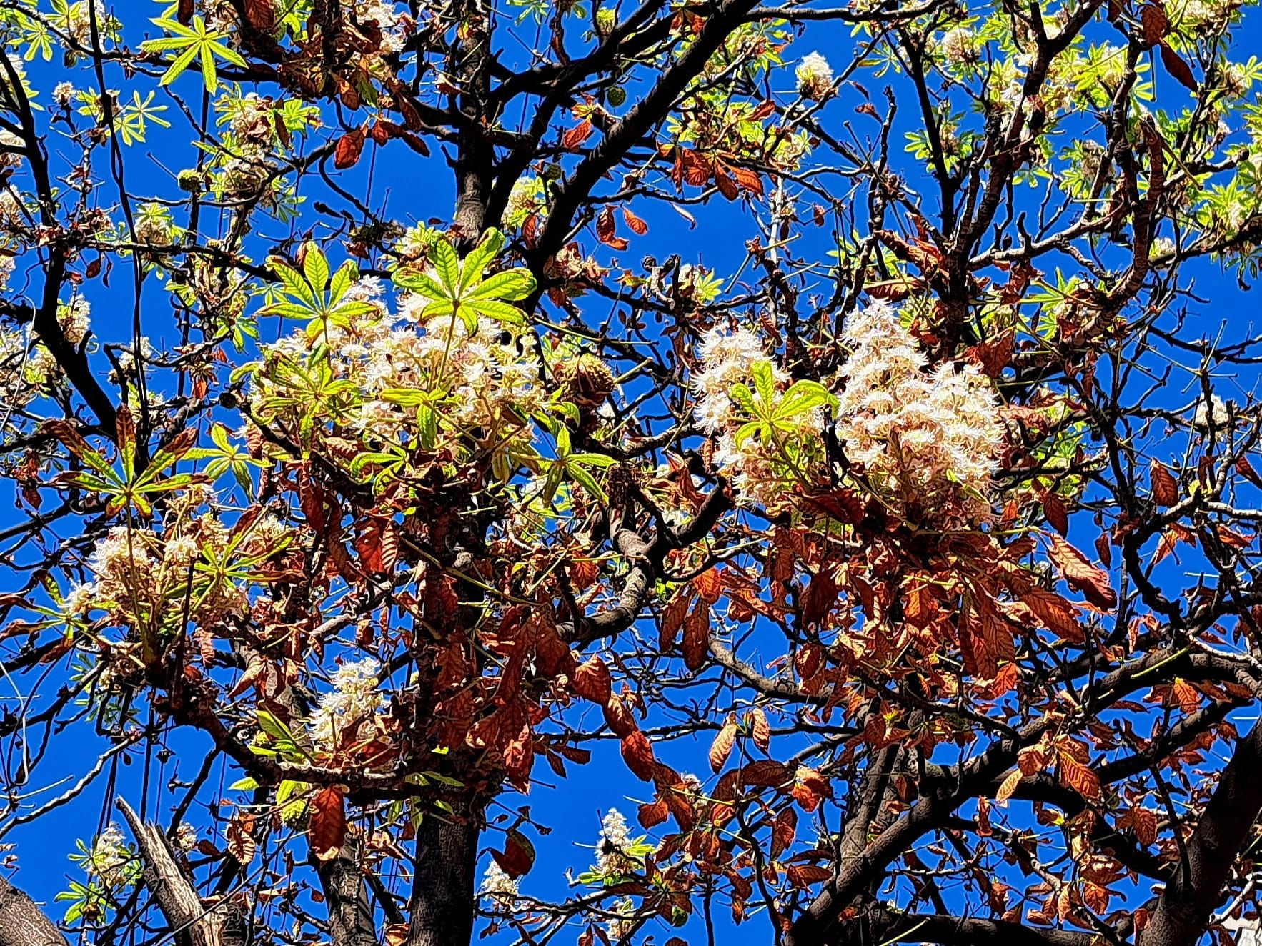 У Дніпрі восени буйно розквітли каштани (ФОТО)