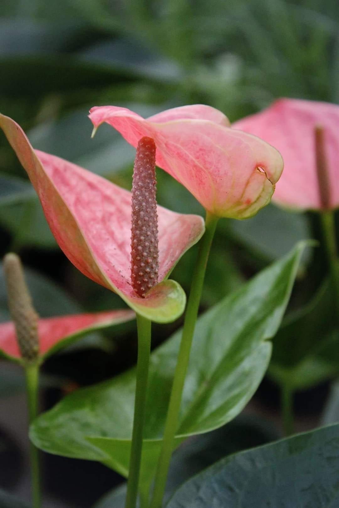 В Днепре расцвело ядовитое тропическое растение: где можно увидеть экзотический цветок