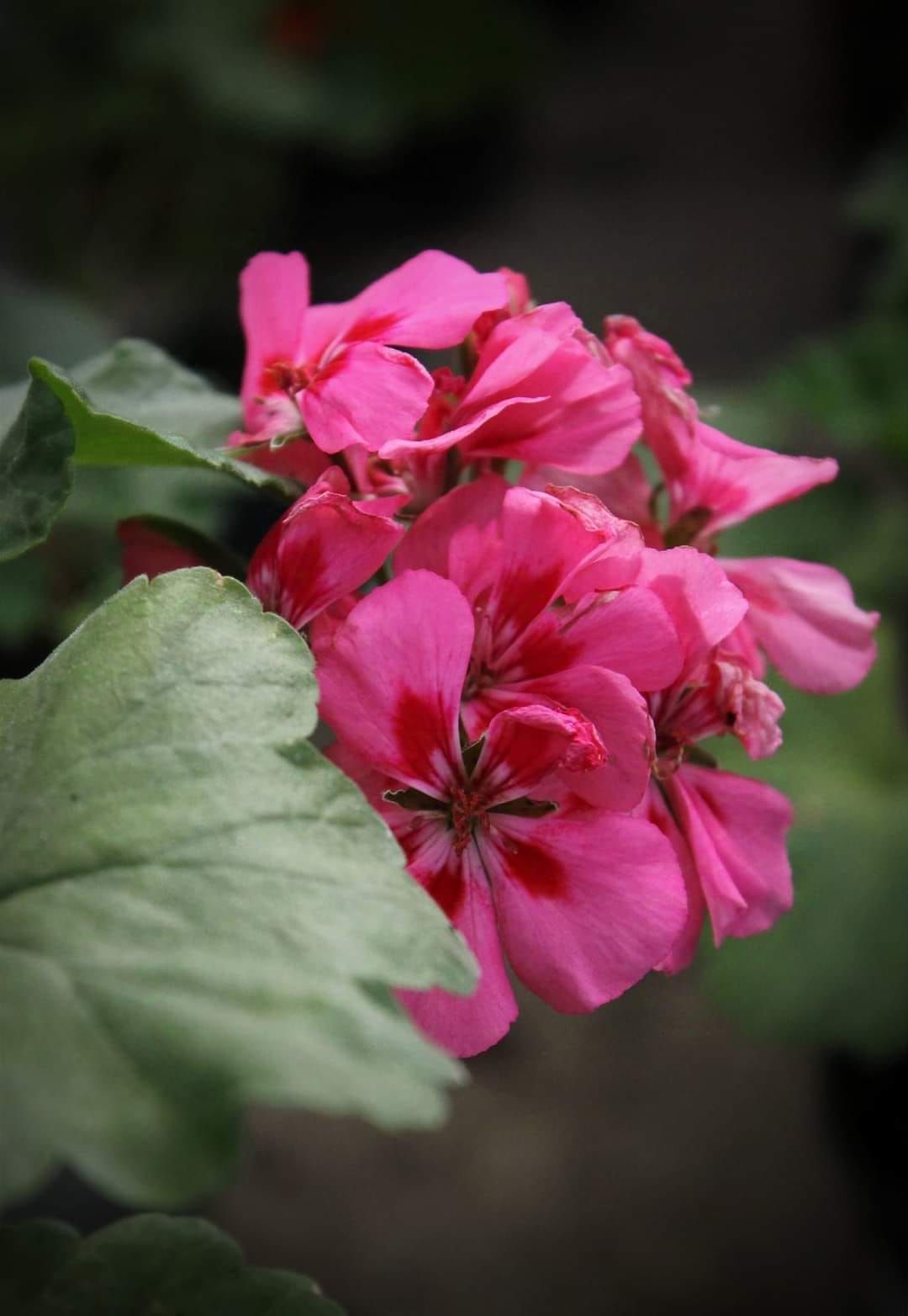 В Днепре расцвело ядовитое тропическое растение: где можно увидеть экзотический цветок