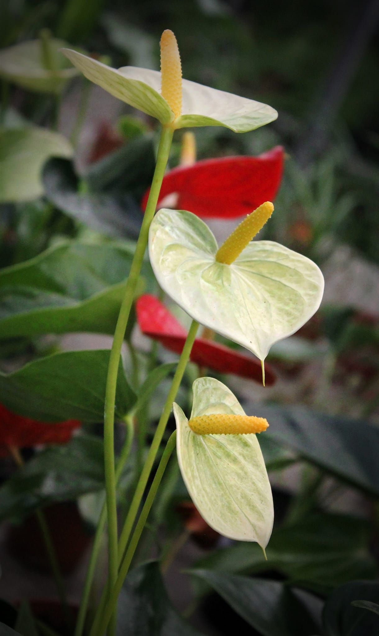 В Днепре расцвело ядовитое тропическое растение: где можно увидеть экзотический цветок