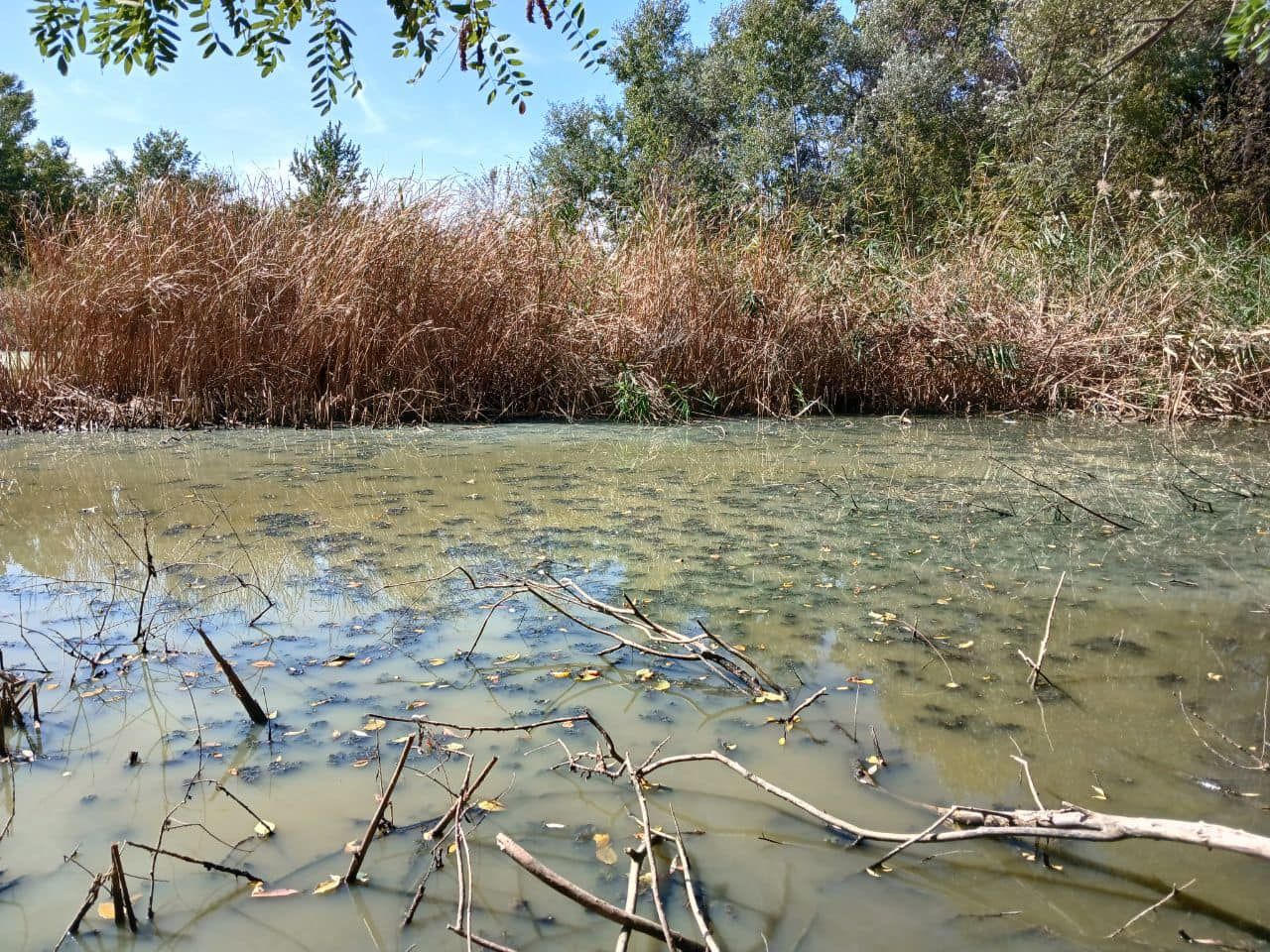Территории заповедника вблизи Днепра превращаются в болото