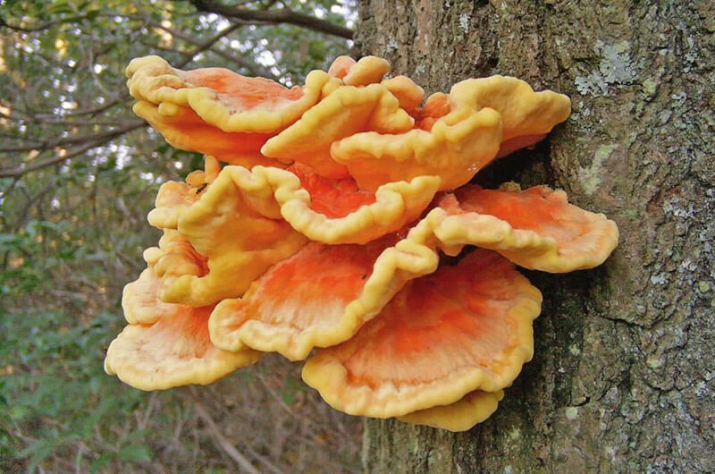 trutovyk-sirchano-zhovtyj-laetiporus-sulphureus-1