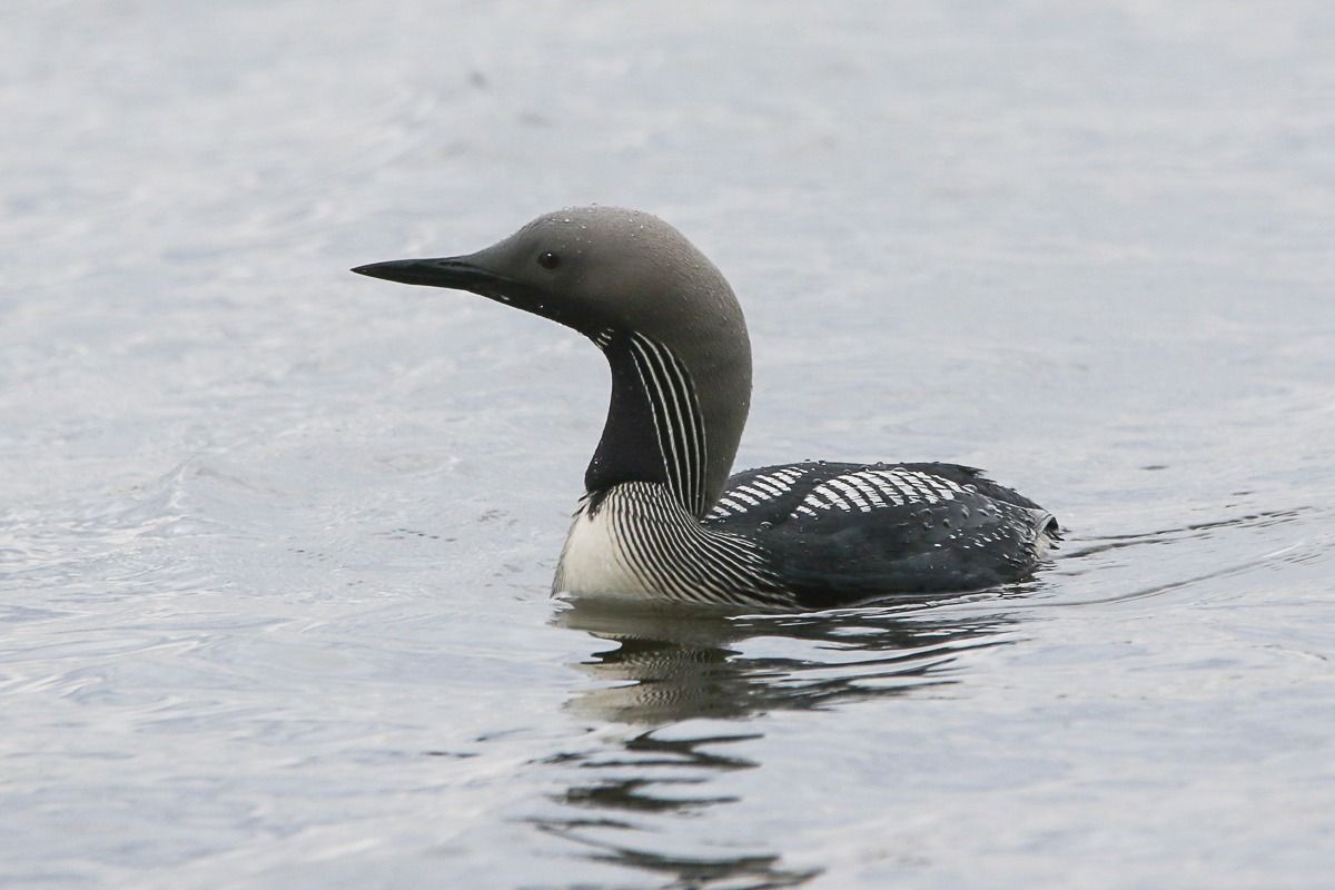 В Днепре заметили удивительную полосатую птицу: численность этого вида стремительно сокращается.
