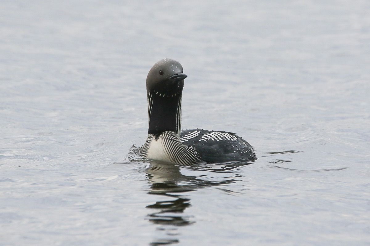 В Днепре заметили удивительную полосатую птицу: численность этого вида стремительно сокращается.