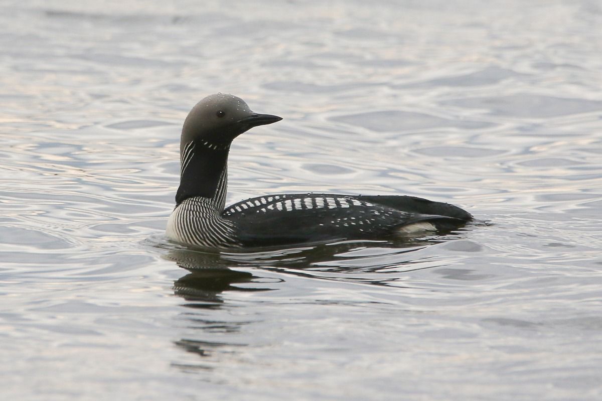 В Днепре заметили удивительную полосатую птицу: численность этого вида стремительно сокращается.
