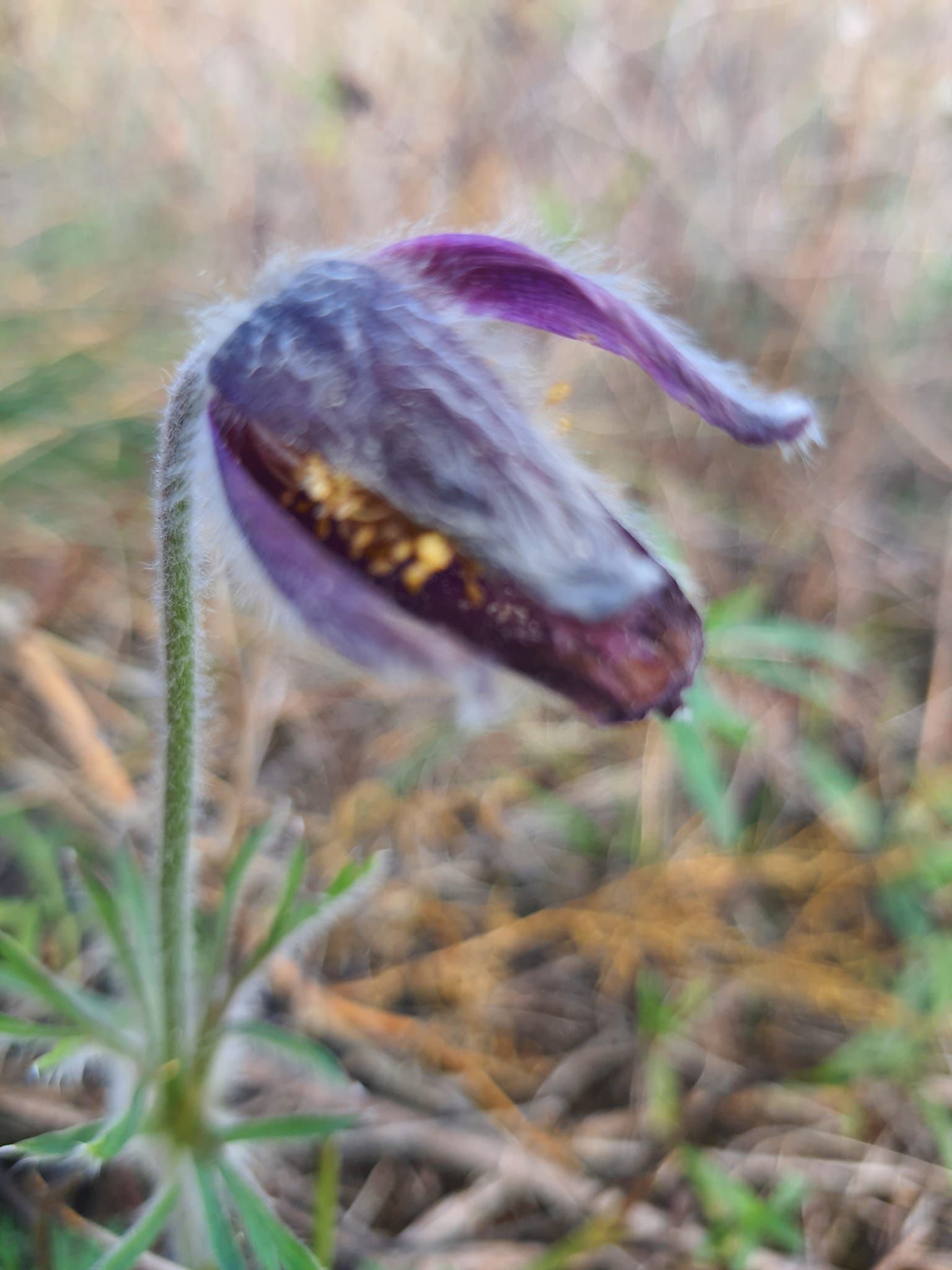 У заповіднику поблизу Дніпра несподівано настала весна та розпустилися первоцвіти (фото)