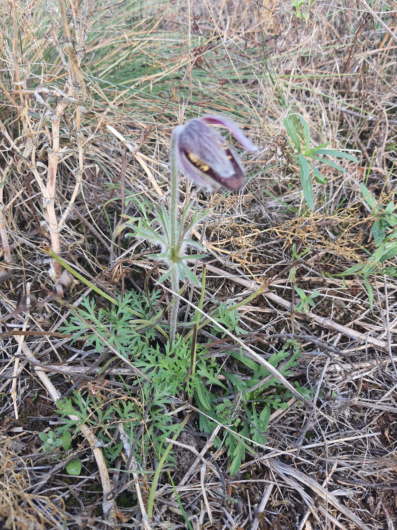 У заповіднику поблизу Дніпра несподівано настала весна та розпустилися первоцвіти (фото)