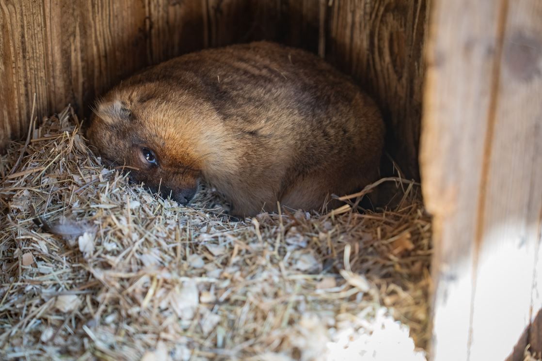 Бабак притворяется, что спит