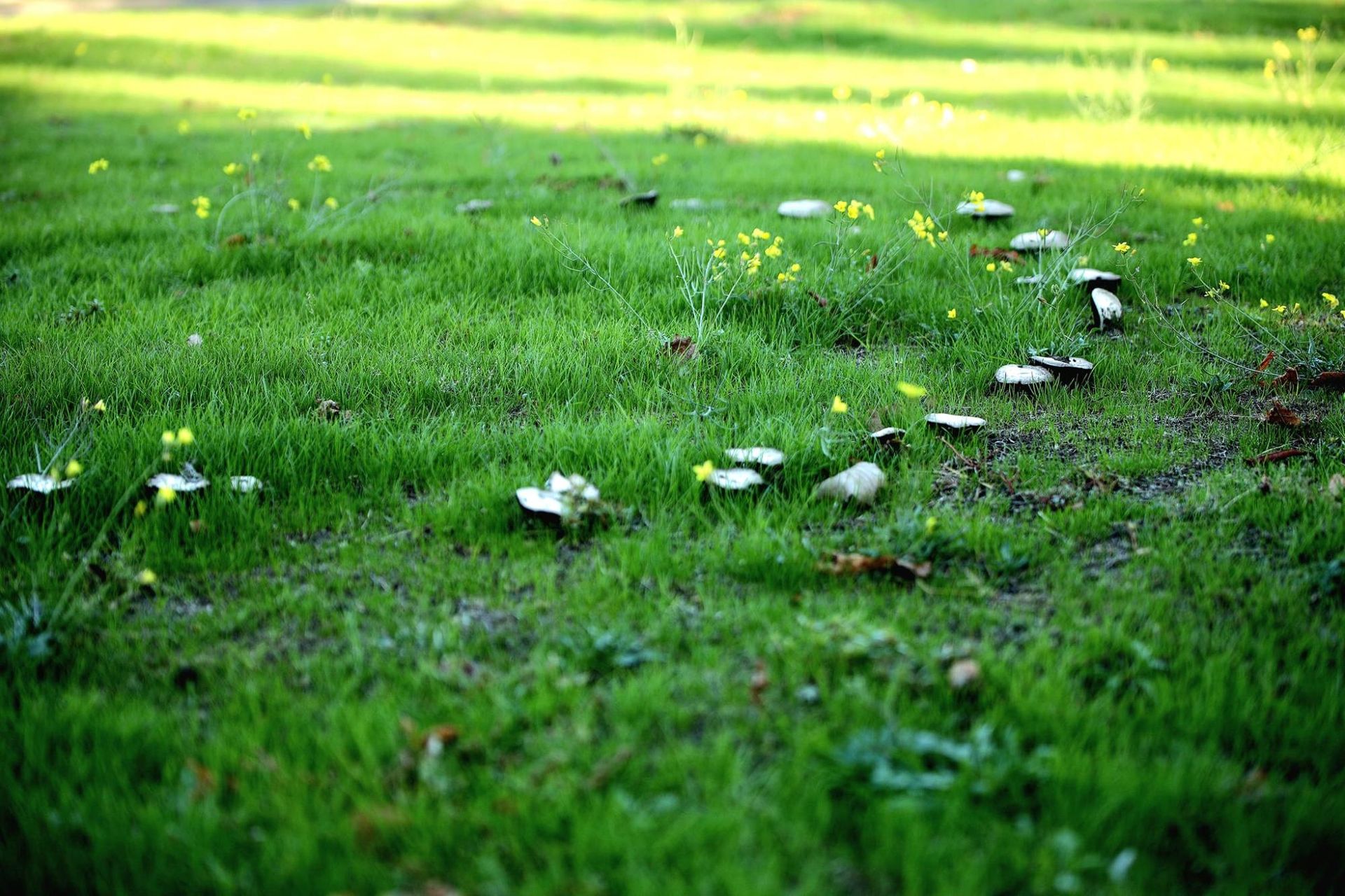В Днепре обнаружили "сказочную" грибную лужайку (фото)