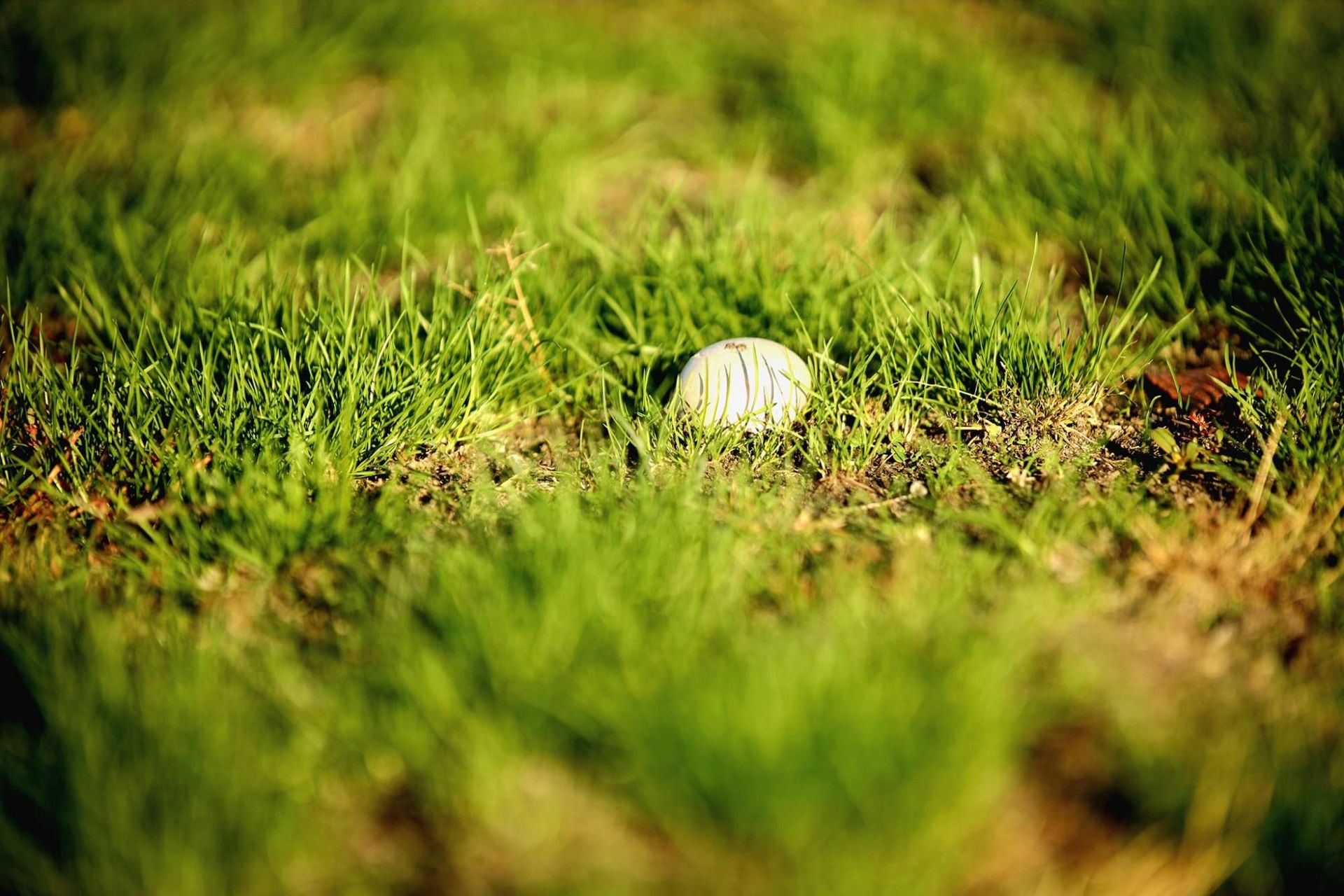 В Днепре обнаружили "сказочную" грибную лужайку (фото)