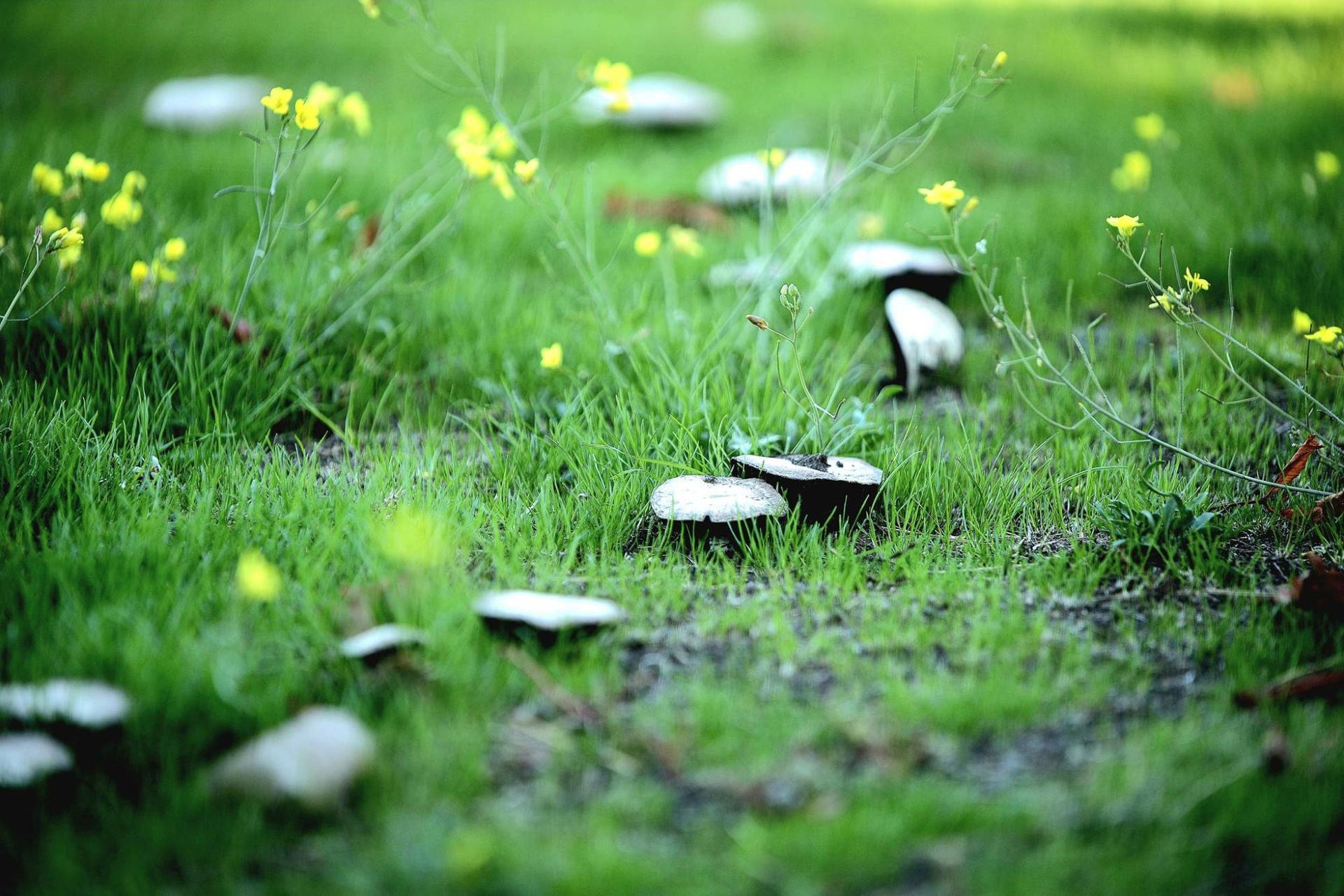 В Днепре обнаружили "сказочную" грибную лужайку (фото)