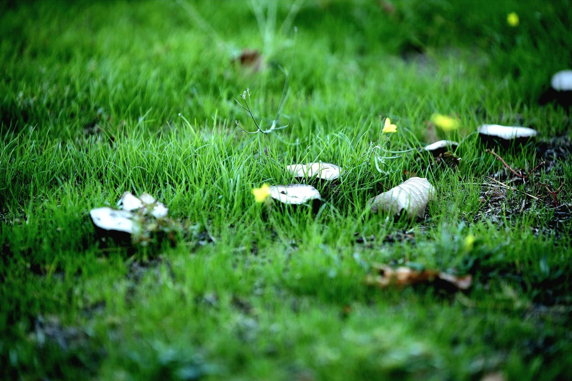 В Днепре обнаружили "сказочную" грибную лужайку (фото)