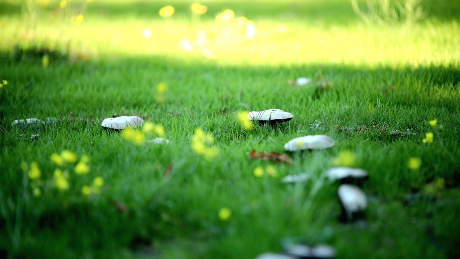 В Днепре обнаружили "сказочную" грибную лужайку (фото)