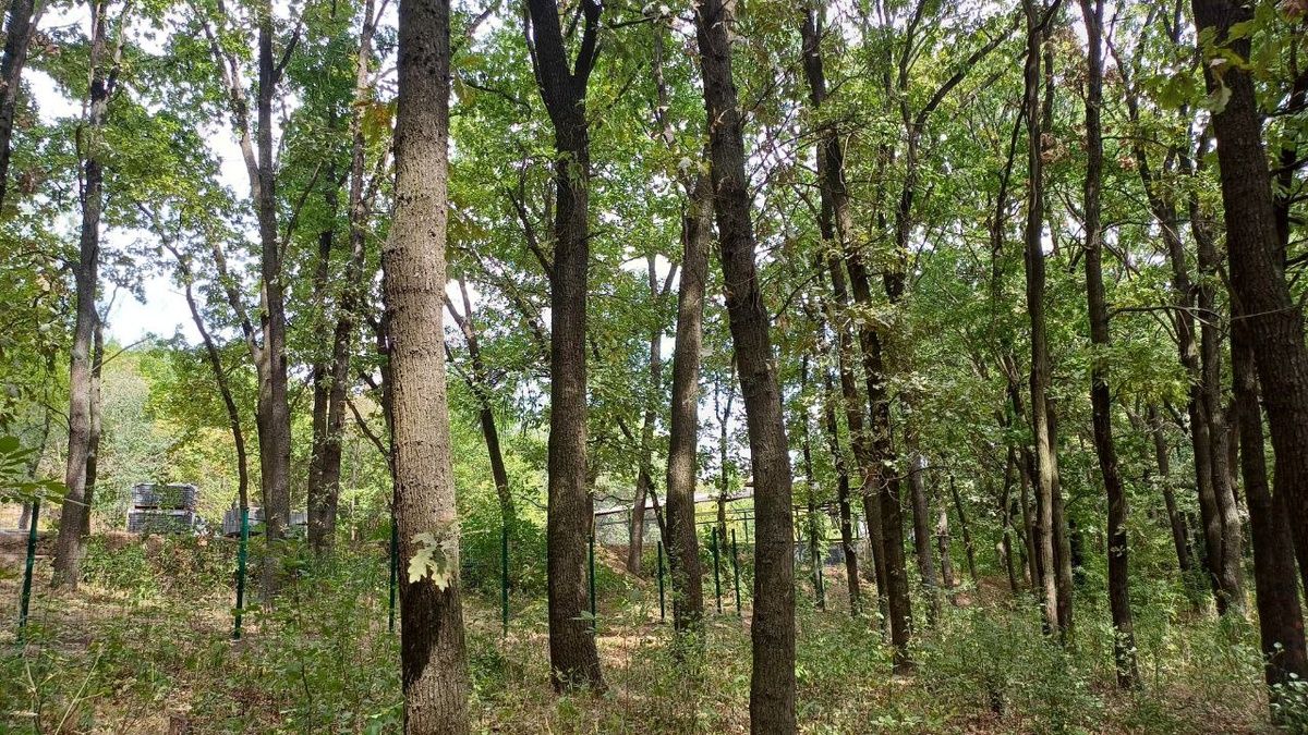 Стало відомо навіщо в Тунельній балці в Дніпрі рубають дерева та що будують