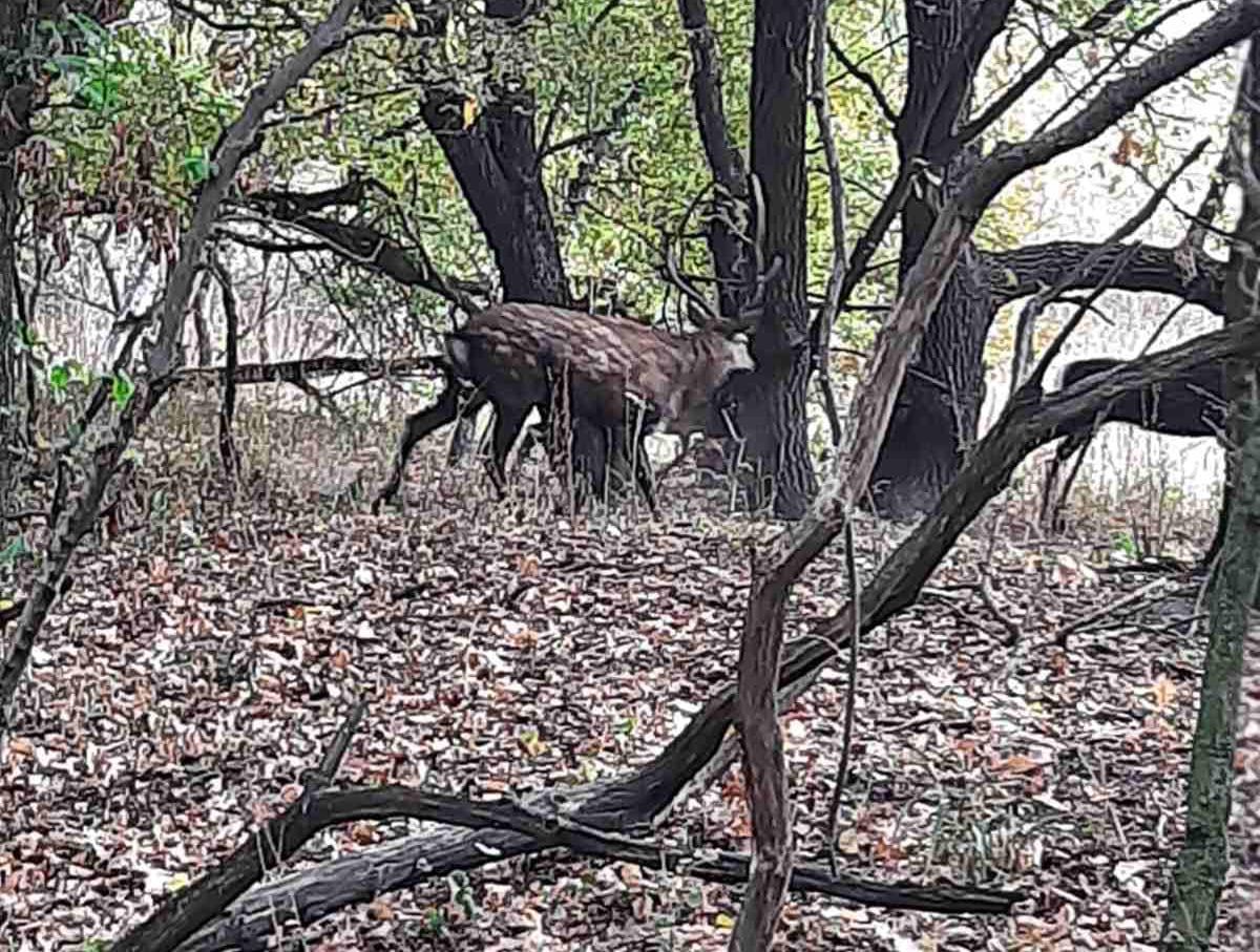 Возле Днепра заметили японских оленей (фото)